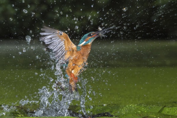 Common Kingfisher (Alcedo atthis) male fishing, Lower Saxony, Germany