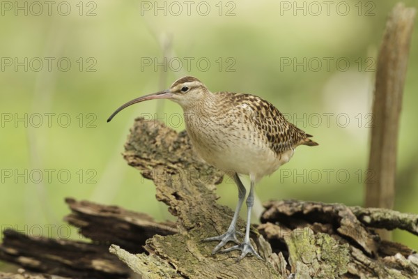 Bristle-thighed Curlew (Numenius tahitiensis), Hawaii, USA