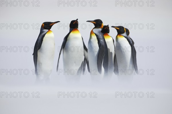 Group of penguin. Group of six King penguins, Aptenodytes patagonicus, going from white snow to sea in Falkland Islands. Penguins in the snow. Group of penguins in the Antartica. Cold winter scene