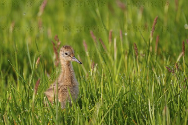Black-tailed Godwit (Limosa limosa) juvenile, Netherlands