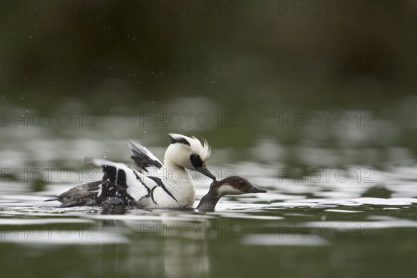 Smew (Mergellus albellus) pair mating, North Rhine-Westphalia, Germany