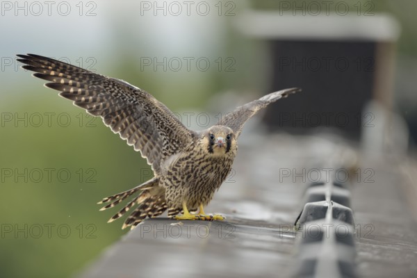 Peregrine Falcon (Falco peregrinus) young male, North Rhine-Westphalia, Germany
