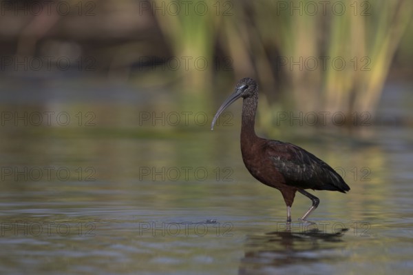 Glossy Ibis (Plegadis falcinellus) foraging in shallow water, Nechisar National Park, Ethiopia