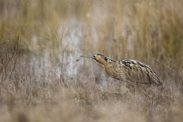 Eurasian Bittern (Botaurus stellaris) foraging, Burgenland, Austria