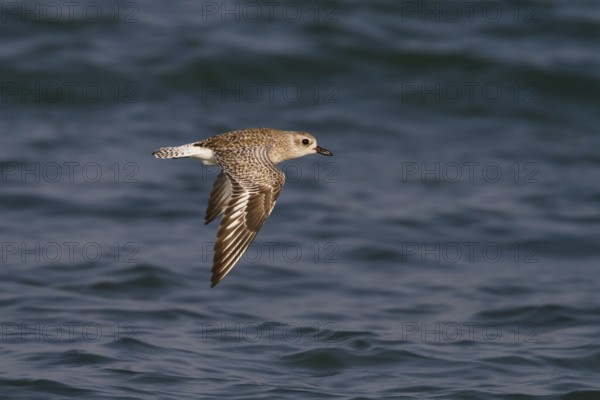 Grey Plover (Pluvialis squatarola) flying, Oman
