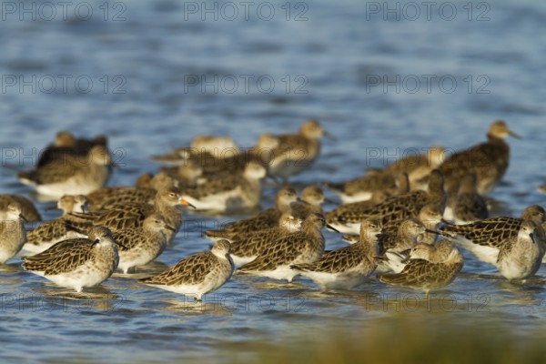 Ruff (Calidris pugnax), Oman