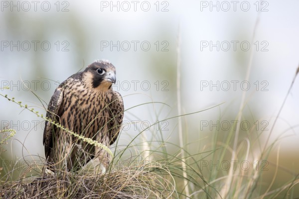 Peregrine Falcon (Falco peregrinus) juvenile, Madrid, Spain