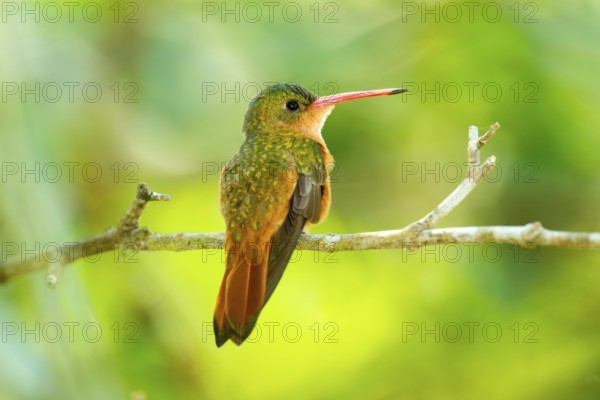 Cinnamon Hummingbird Amazilia rutila El Tuito, Jalisco, Mexico 12 June Adult Trochilidae
