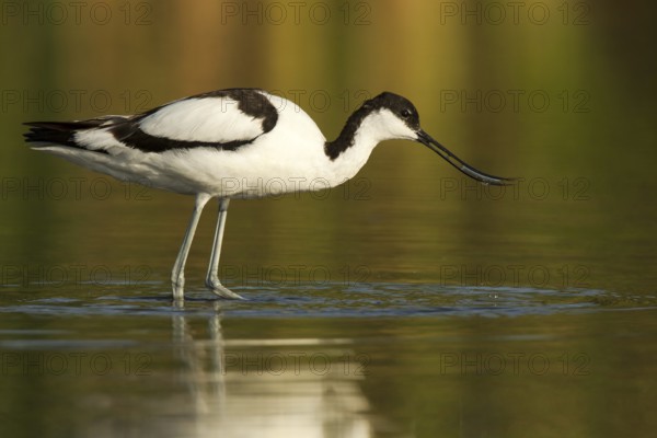 Pied Avocet (Recurvirostra avosetta), Castile-La Mancha, Spain