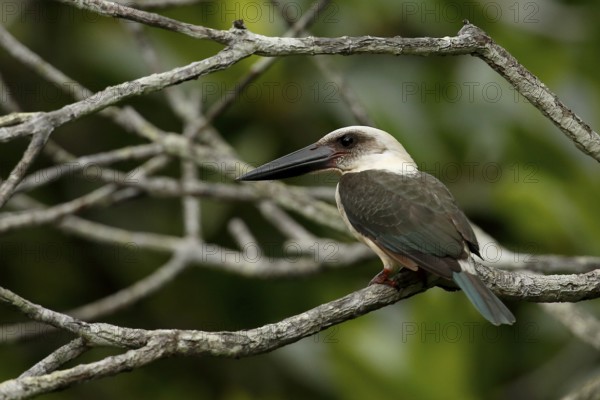 Great-billed Kingfisher (Pelargopsis melanorhyncha) perched on a branch, North Sulawesi, Indonesia