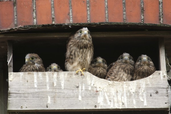 Common Kestrel (Falco tinnunculus) juvenile, Lower Saxony, Germany