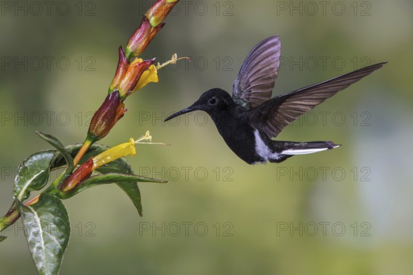 Black Jacobin (Florisuga fusca) flying and feeding at a flower in the Atlantic rainforest of southeast Brazil