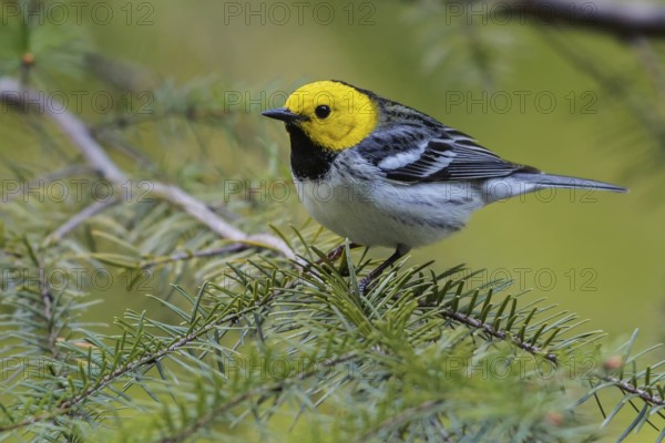 Hermit Warbler (Setophaga occidentalis) perched on a branch in Washington State, USA