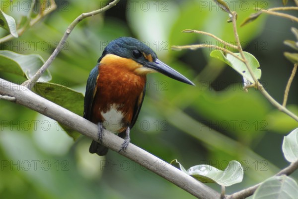 American Pygmy Kingfisher (Chloroceryle aenea), Pantanal, Brazil