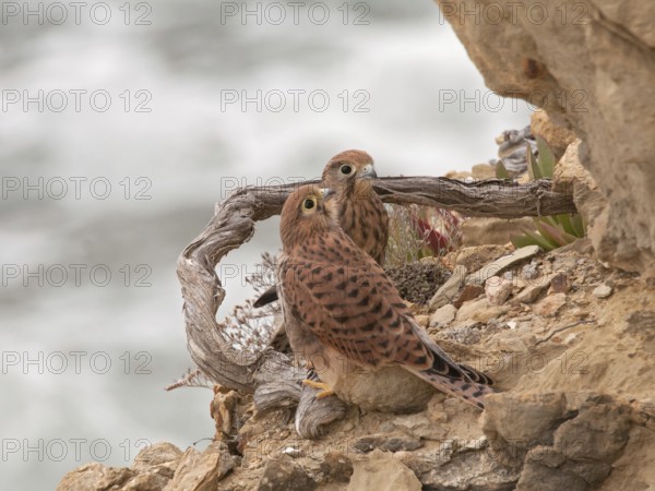 Common Kestrel (Falco tinnunculus), Ibiza, Spain