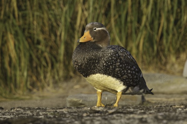 Flying Steamer Duck (Tachyeres patachonicus), Falkland Islands