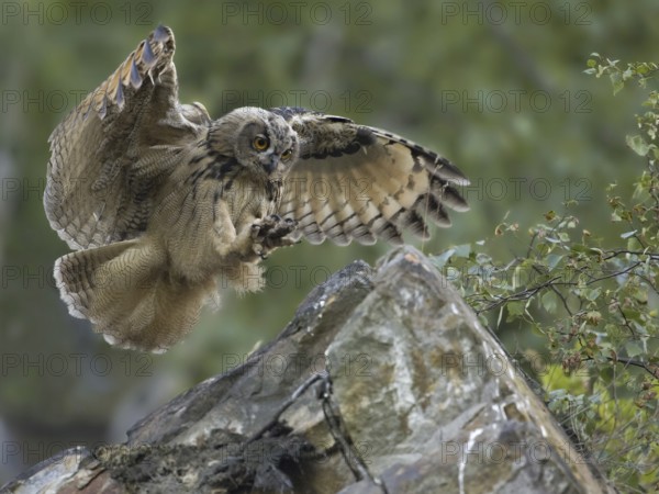 Eurasian Eagle-Owl (Bubo bubo), North Rhine-Westphalia, Germany