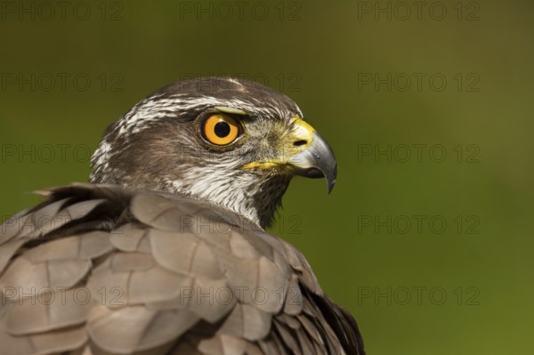 Northern Goshawk (Accipiter gentilis), Utrecht, Netherlands