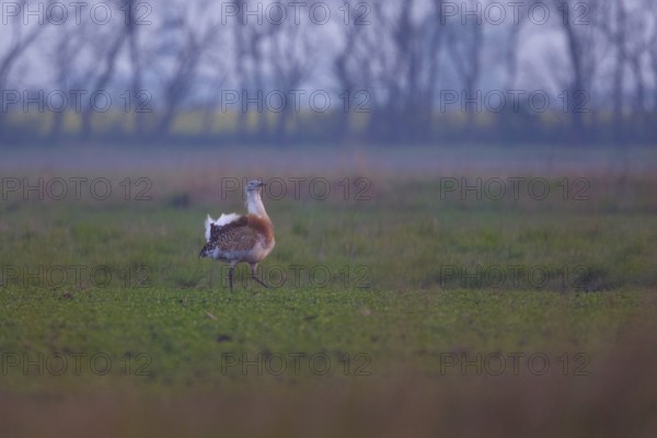 Great Bustard (Otis tarda) male, Hungary