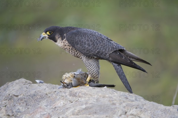 Peregrine Falcon (Falco peregrinus) female, Saxony, Germany