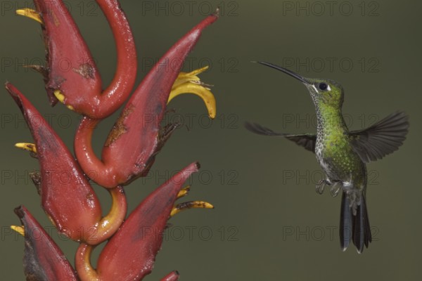 Green-crowned Brilliant (Heliodoxa jacula), Ecuador