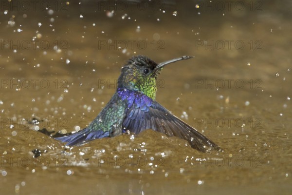 Crowned Woodnymph (Thalurania colombica), Costa Rica