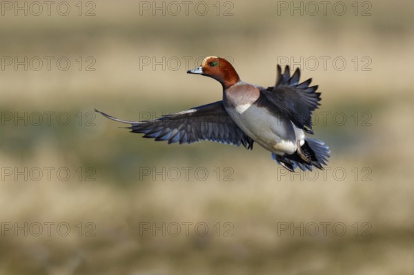 Eurasian Wigeon (Mareca penelope) male flying, Netherlands