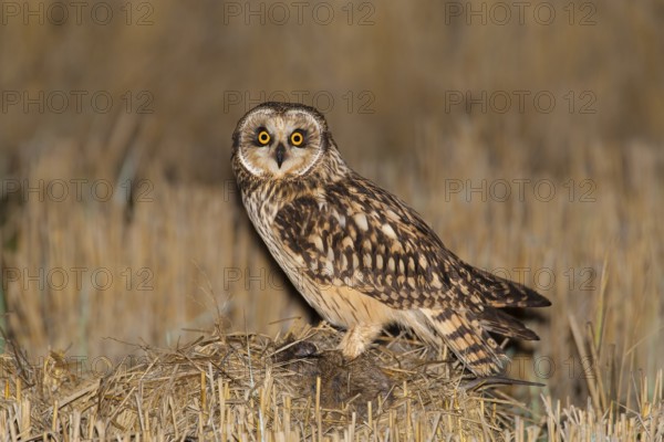 Short-eared Owl (Asio flammeus) with prey, Lisbon, Portugal