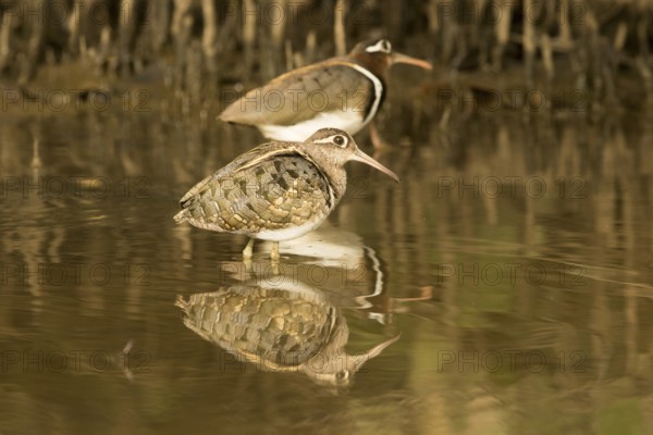 Greater Painted-snipe (Rostratula benghalensis), Gambia