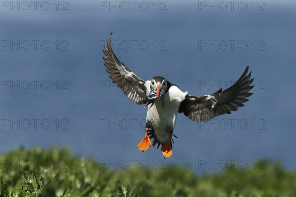 Atlantic Puffin (Fratercula arctica) incoming, carrying sandeels in bill, Farne Islands, United Kingdom