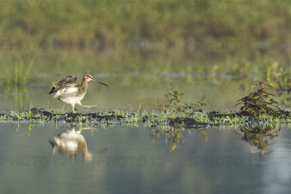 Common Snipe (Gallinago gallinago), Netherlands