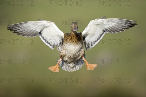 Mallard (Anas platyrhynchos) female flying, Lower Saxony, Germany