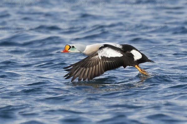 King Eider (Somateria spectabilis) maleflying, Varanger, Norway