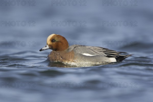 Eurasian Wigeon (Mareca penelope) male, British Columbia, Canada
