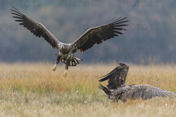 White-tailed Eagle (Haliaeetus albicilla), Kutno, Poland