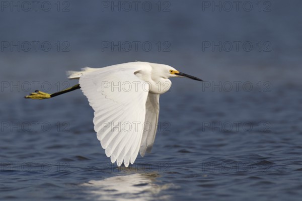 Snowy Egret (Egretta thula), Florida, USA