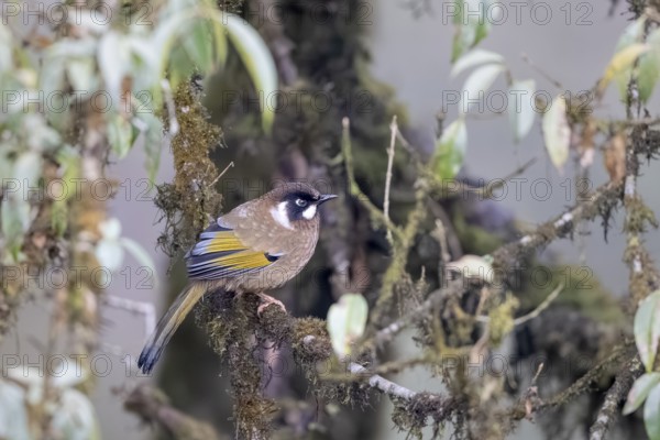 Black-crowned Laughing Thrush (Trochalopteron affine), Singalila National Park, Jamuna, Koshi Province, Nepal
