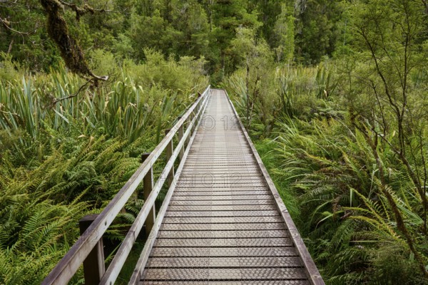 A long wooden bridge leads through a lush forest landscape with ferns, summer, Lake Matheson, Fox Glacier, South Island, New Zealand