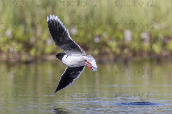 Foraging little gull (Hydrocoloeus minutus, Larus minutus) adult in summer plumage catching flying insects over water of pond in spring