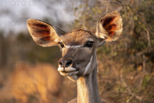 Cape Greater Kudu (Strepsiceros strepsiceros), portrait of a female Kudu, Kruger National Park, South Africa