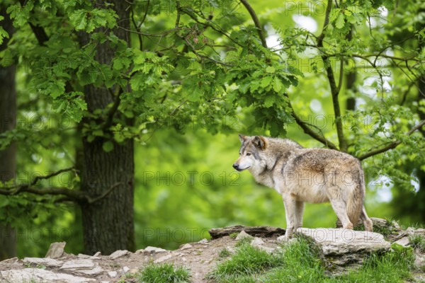Eastern wolf (Canis lupus lycaon) standing on a little hill, Bavaria, Germany