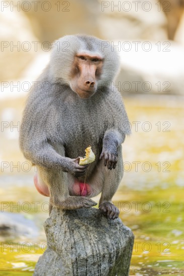 Hamadryas baboon (Papio hamadryas) male sitting, captive, Zoo Augsburg, Germany