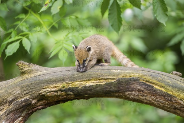 South American coati (Nasua nasua) youngster on an old tree trunk, captive, Zoo Augsburg