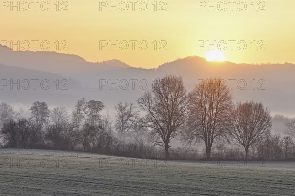 Meadows and trees in the early morning mist in the light of the rising sun, Reusstal, Aristau, Freiamt, Canton Aargau, Switzerland