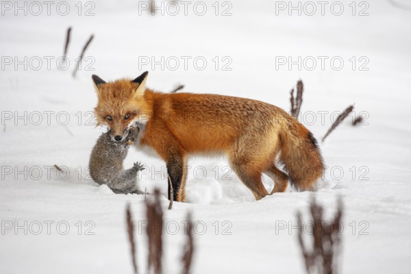 Red fox (vulpes vulpes), Fox hunting eastern gray squirrel (sciurus carolinensis) in winter. Province of Quebec, Canada, North America