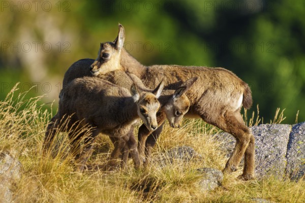 Three young chamois moving in a grassy, rocky environment surrounded by forest greenery, chamois, chamois, (Rupicapra rupicaprae), fawn, wildlife, Vosges, France