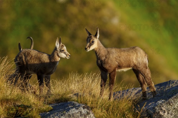 Two young chamois curiously exploring the rocky surroundings, chamois, chamois, (Rupicapra rupicaprae), fawn, wildlife, Vosges, France