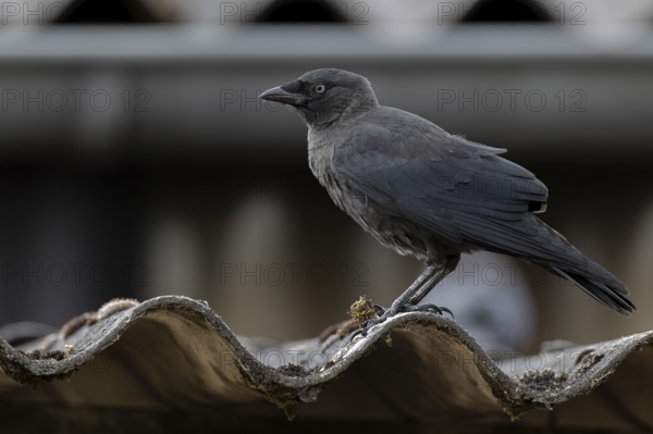 Jackdaw (Corvus monedula) sitting on a corrugated roof, village in Münsterland, North Rhine-Westphalia