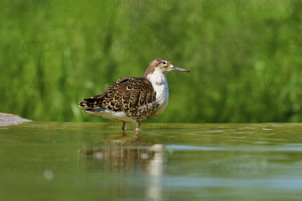 Bird standing calmly in the water against a green background, Ruff (Calidris pugnax), spring, France