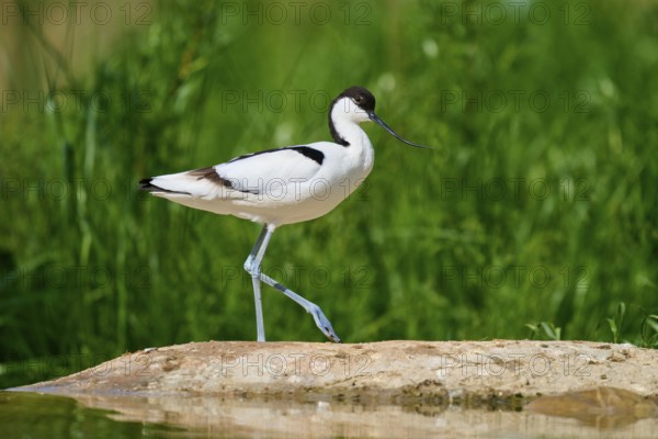 An avocet walking over a stone with a green, natural background, Avocet (Recurvirostra avosetta), spring, France